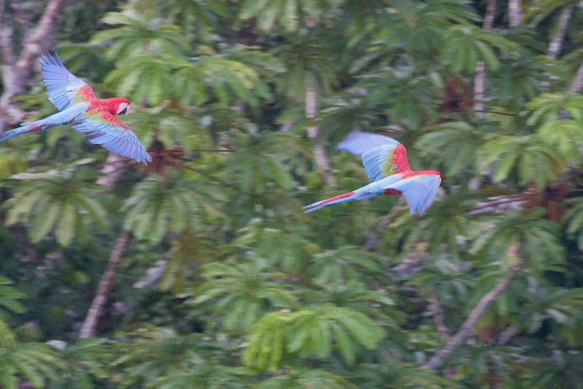 Red-and-green Macaw - ML264494981