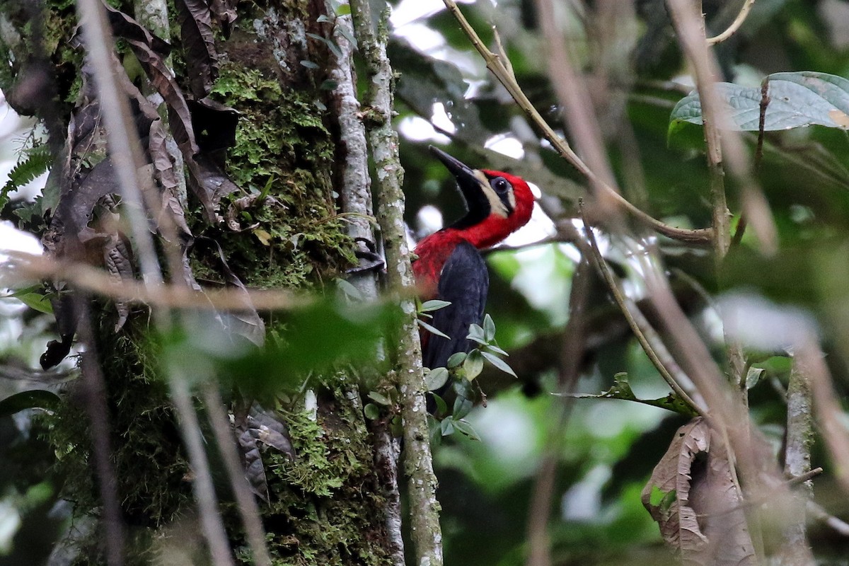 Crimson-bellied Woodpecker (Crimson-bellied) - Dan Jones