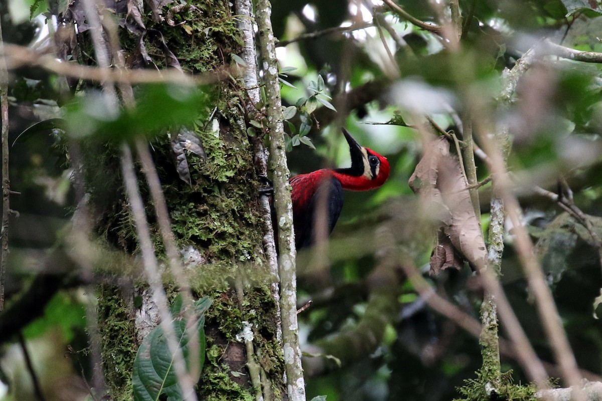 Crimson-bellied Woodpecker (Crimson-bellied) - ML26449581