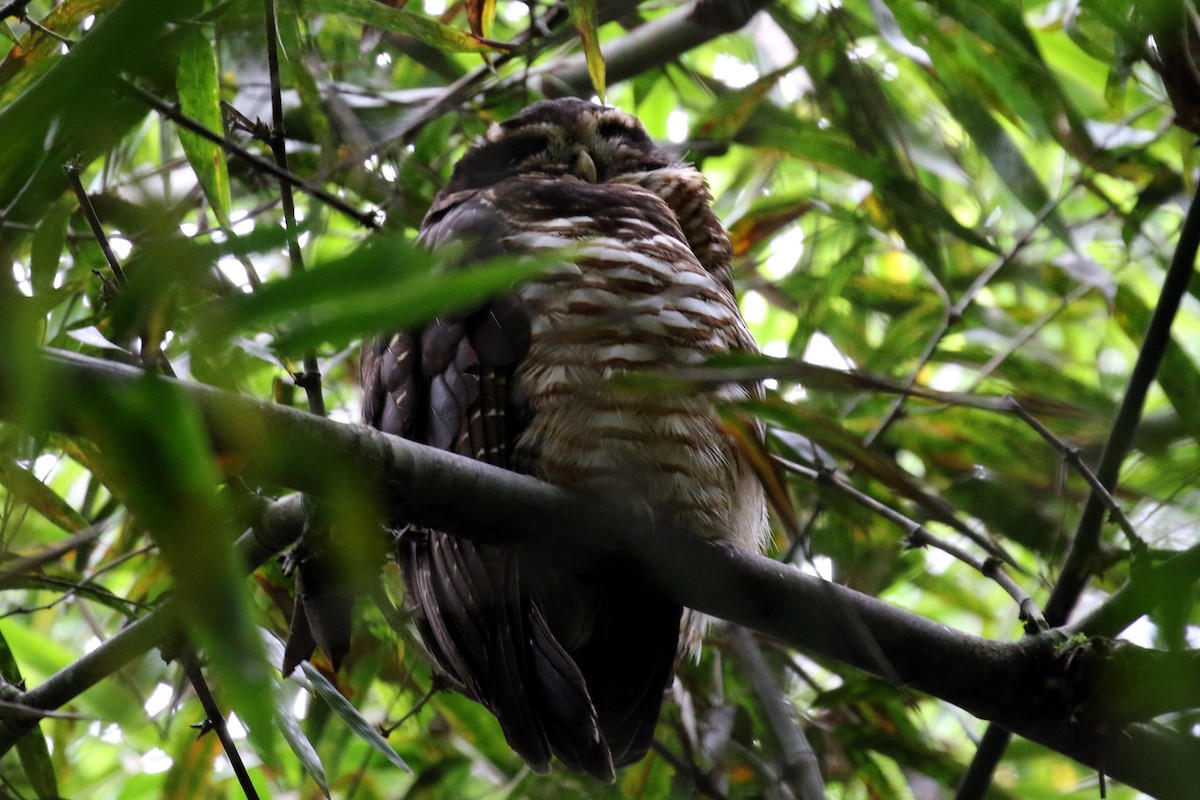 Band-bellied Owl - ML26449841