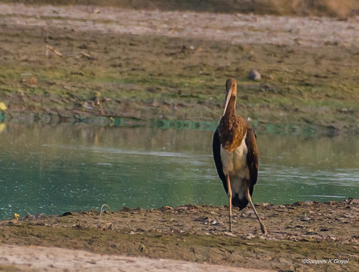 Black Stork - Sanjeev Goyal