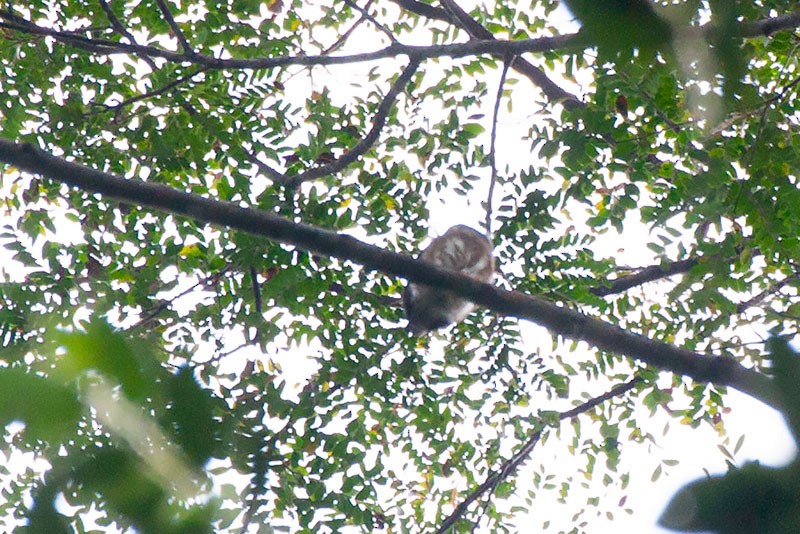 Amazonian Pygmy-Owl - ML264500511