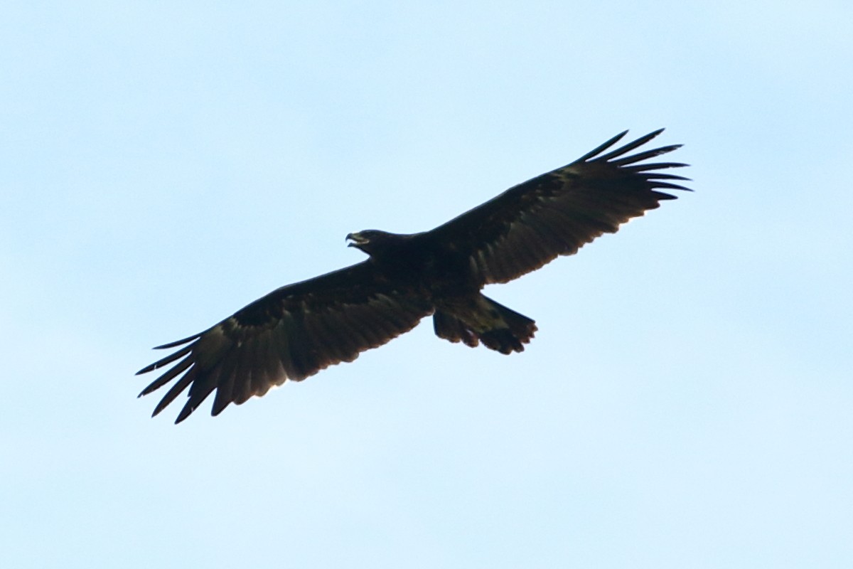 Greater Spotted Eagle - Ains Priestman