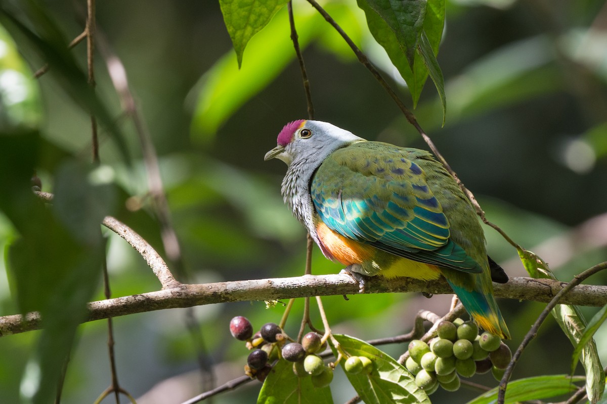 Rose-crowned Fruit-Dove - ML264502371
