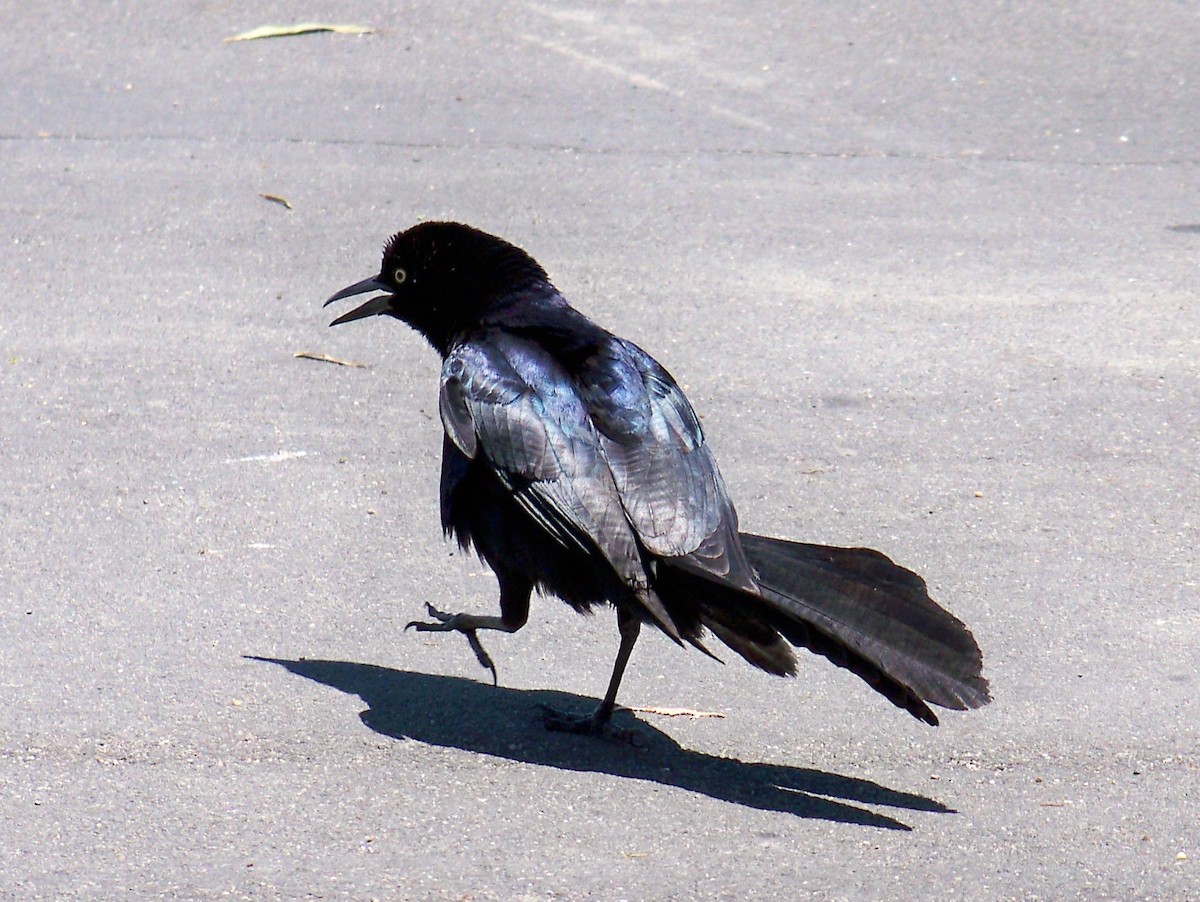 Great-tailed Grackle - ML26450241