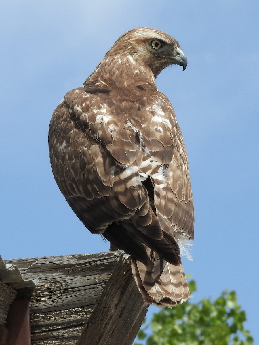 Red-tailed Hawk - Paul Suchanek