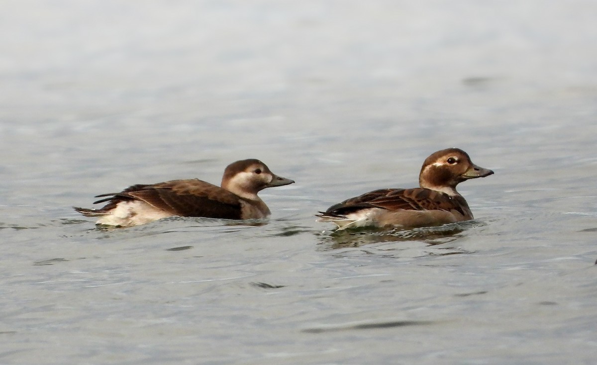 Long-tailed Duck - ML264506161
