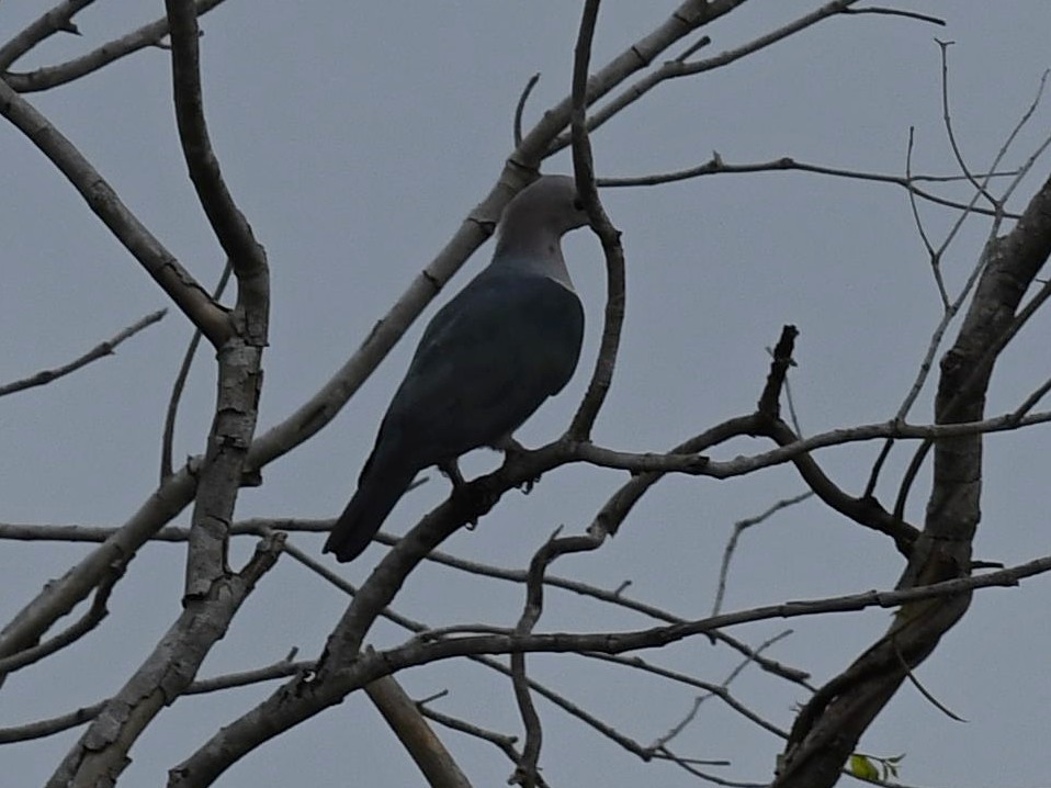 Green Imperial-Pigeon - ML264508411