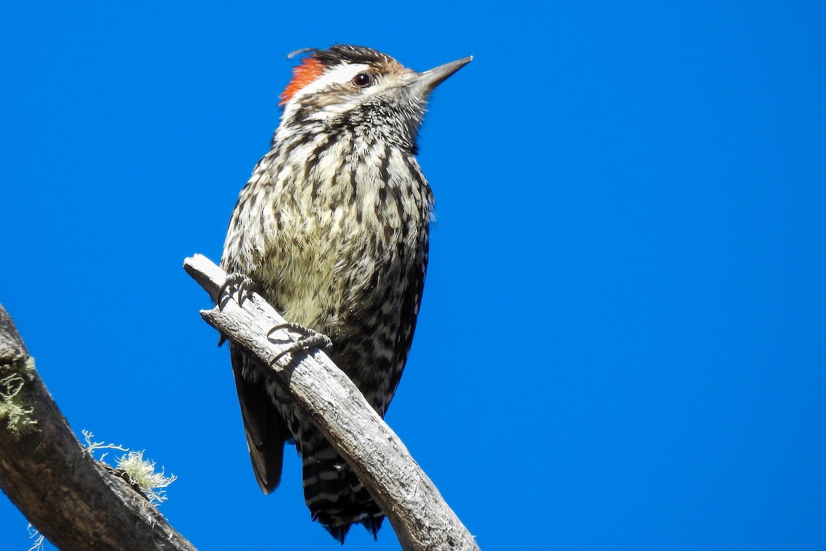 Striped Woodpecker - José Fernández Piñar
