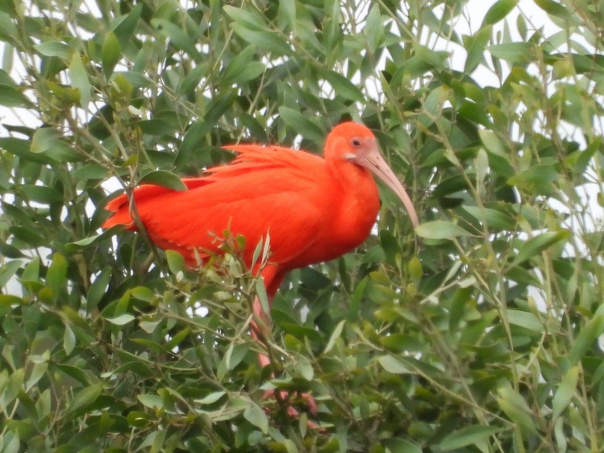 Scarlet Ibis - Jhon Jairo Jiménez Martínez