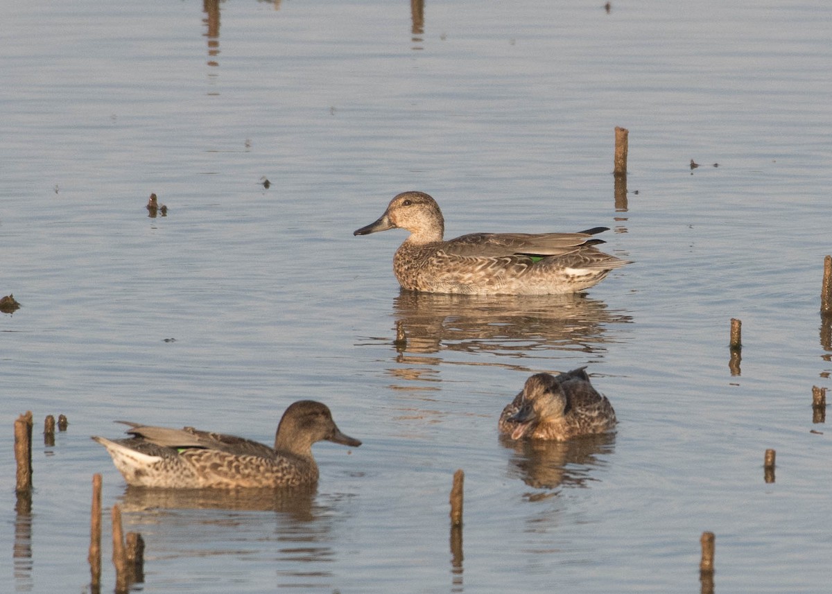 Green-winged Teal - ML264514061
