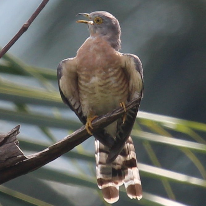 Common Hawk-Cuckoo - ML264514391