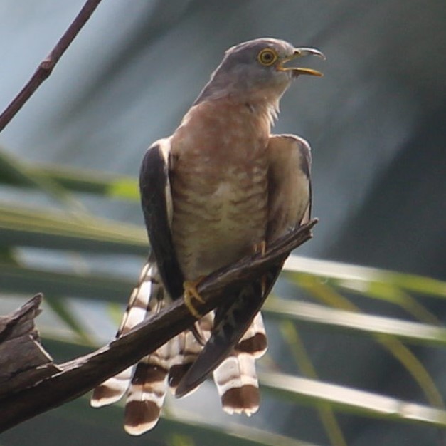 Common Hawk-Cuckoo - ML264514401