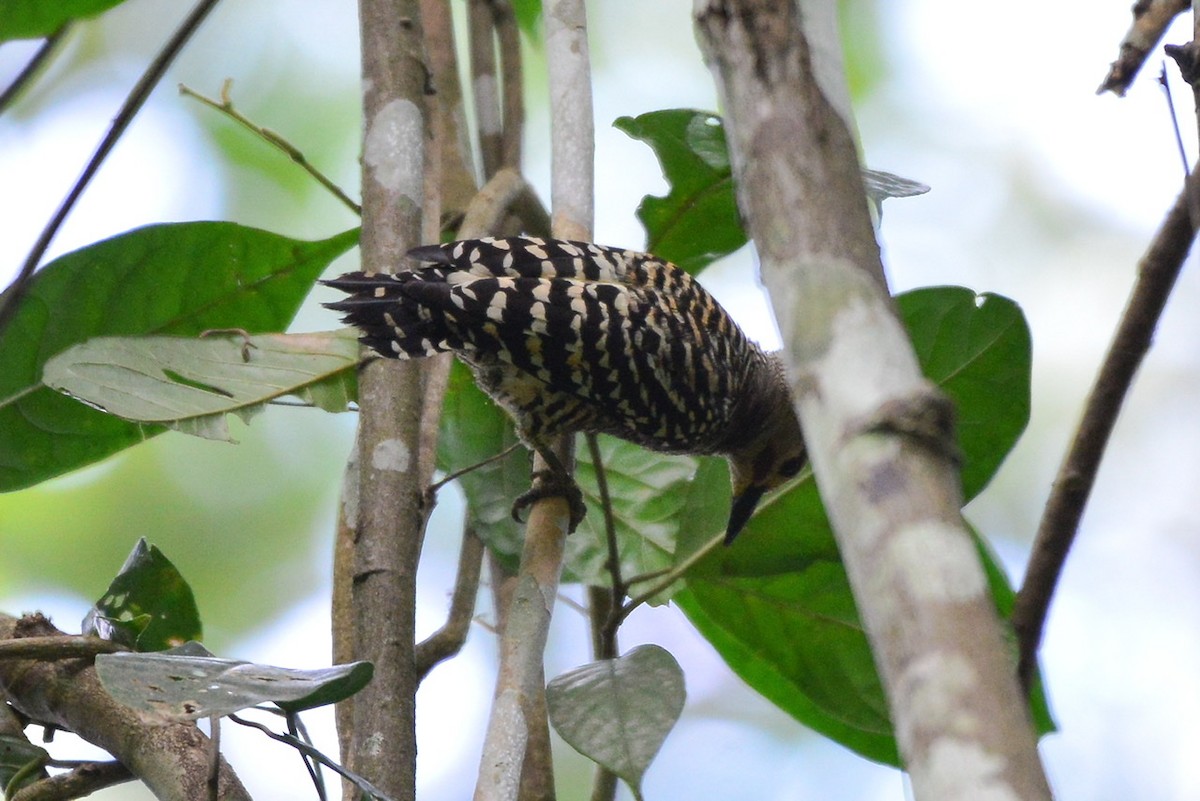 Buff-rumped Woodpecker - Harn Sheng Khor