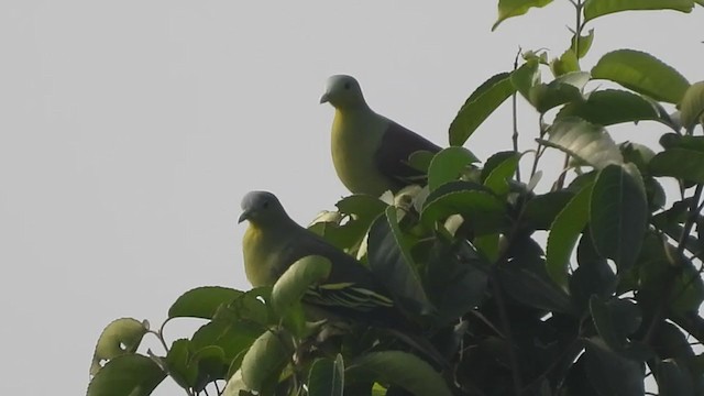 Gray-fronted Green-Pigeon - ML264520151