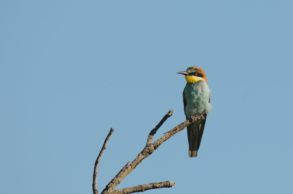 European Bee-eater - Augusto Faustino