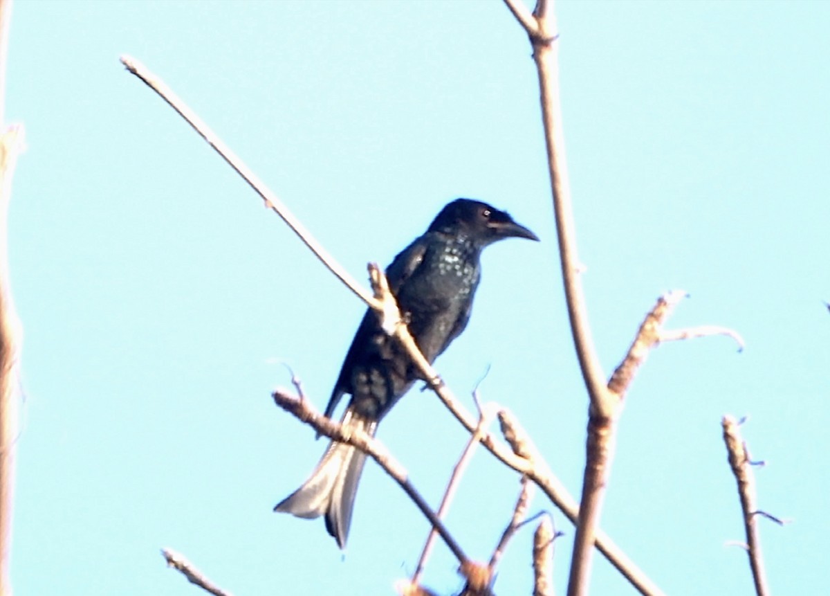 Hair-crested Drongo (Hair-crested) - Ramesh T