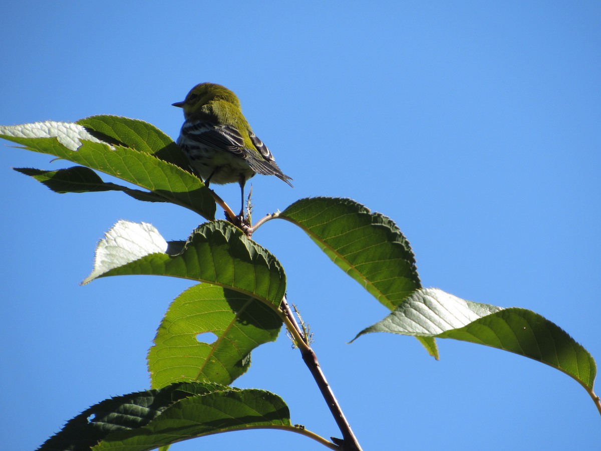 Black-throated Green Warbler - Rich Burman