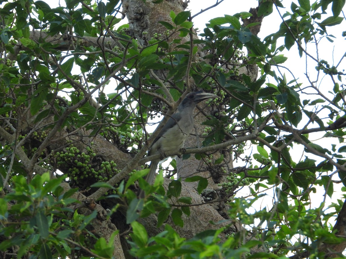Indian Gray Hornbill - Madhu Chandran