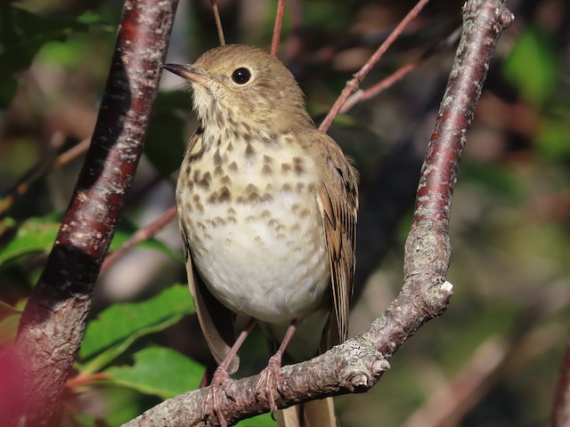 Hermit Thrush Ebird