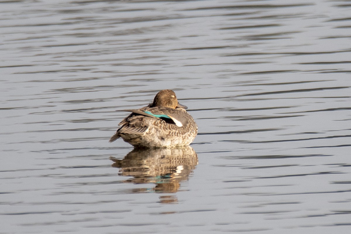 Green-winged Teal - ML264535891