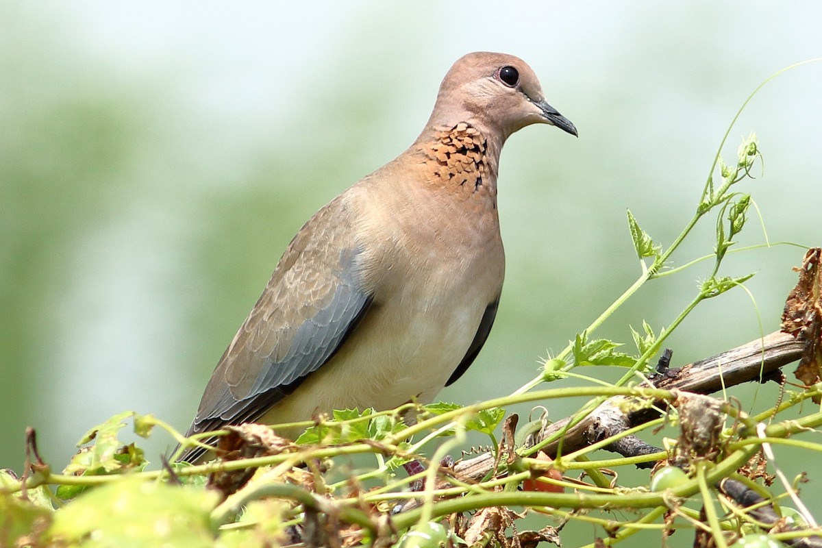 Laughing Dove - Ains Priestman
