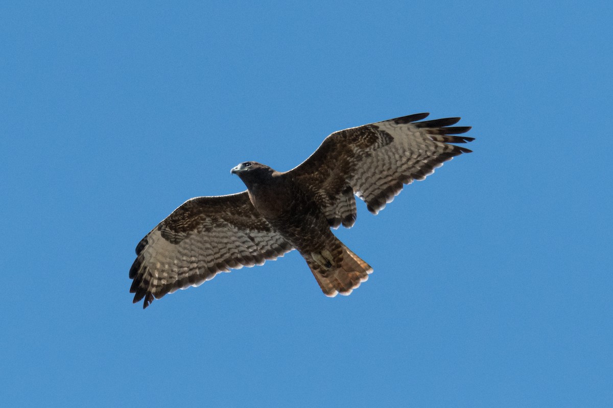 Red-tailed Hawk - ML264539381