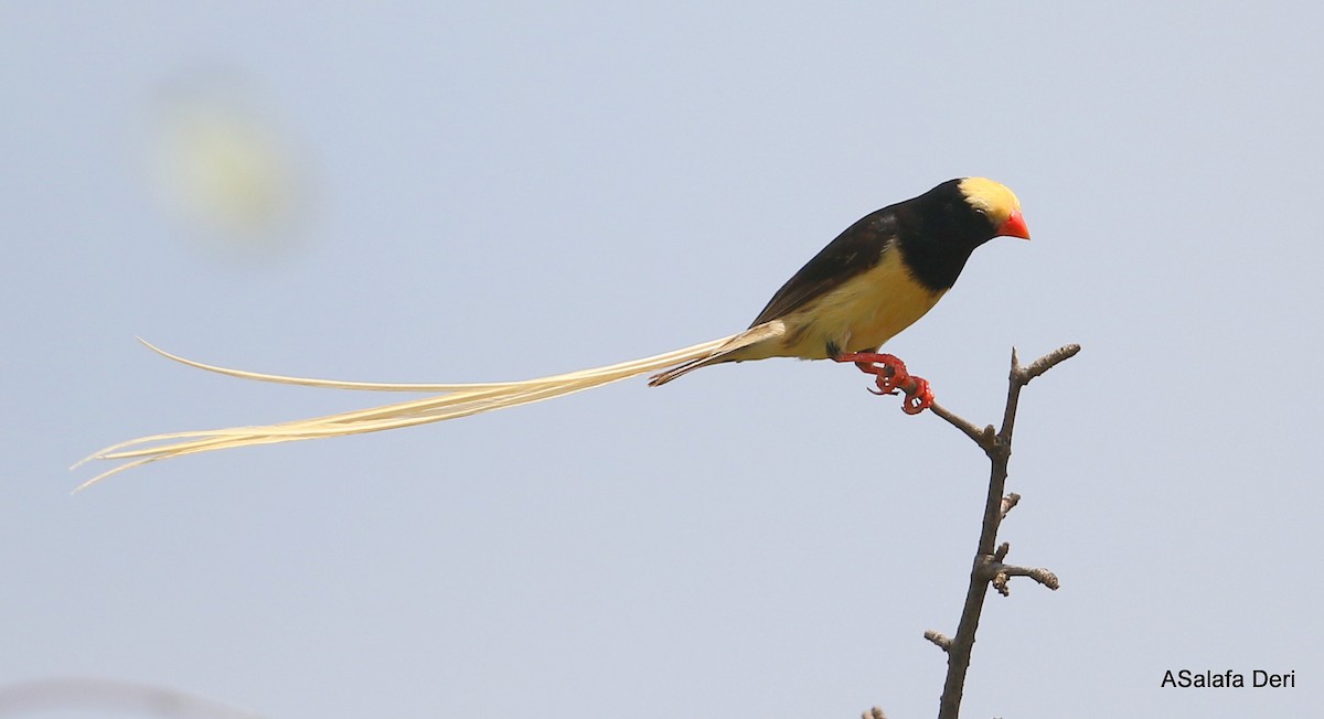 Straw-tailed Whydah - ML264539941