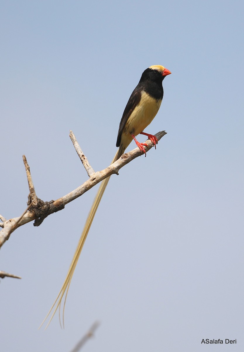 Straw-tailed Whydah - ML264539961