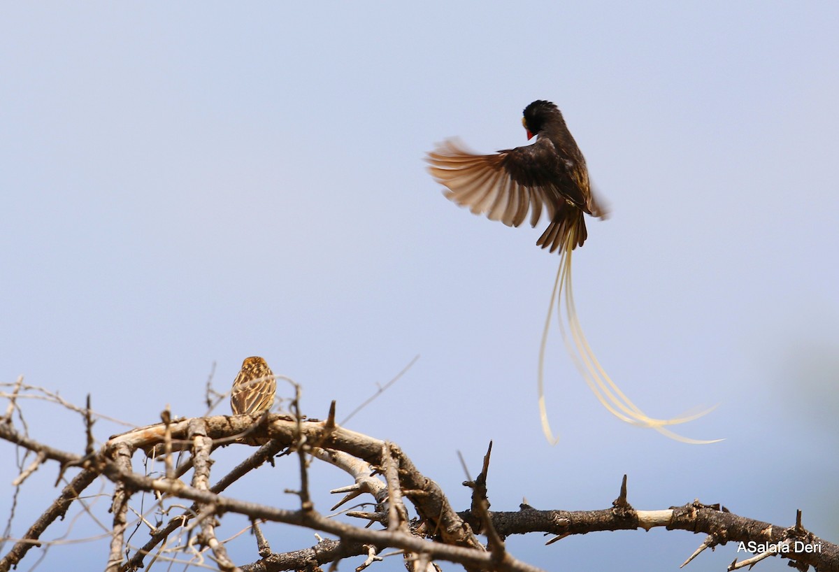 Straw-tailed Whydah - ML264539991