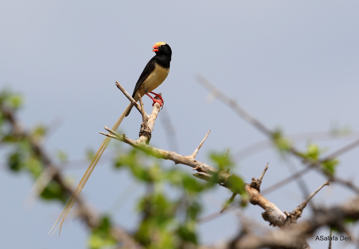Straw-tailed Whydah - ML264540021