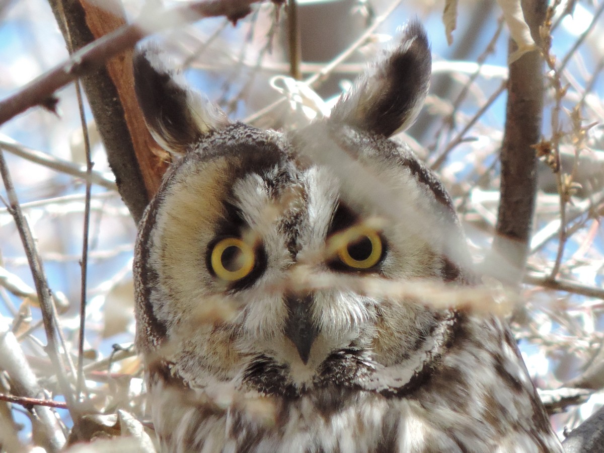 Long-eared Owl - Cheri & Rich Phillips