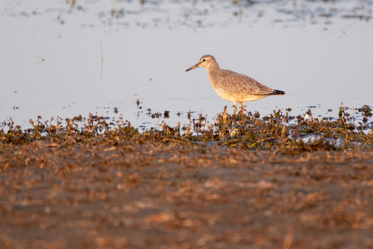 Red Knot - ML264550541