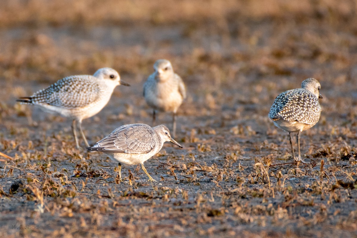 Red Knot - ML264550661