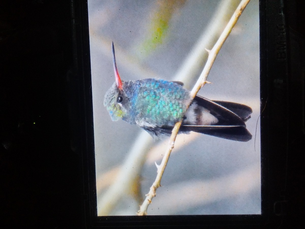 Broad-billed Hummingbird - Mark Locke