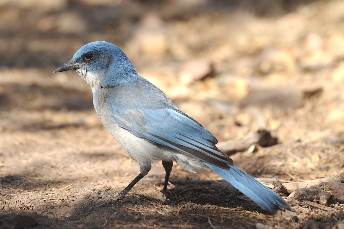 Mexican Jay - ML264551041