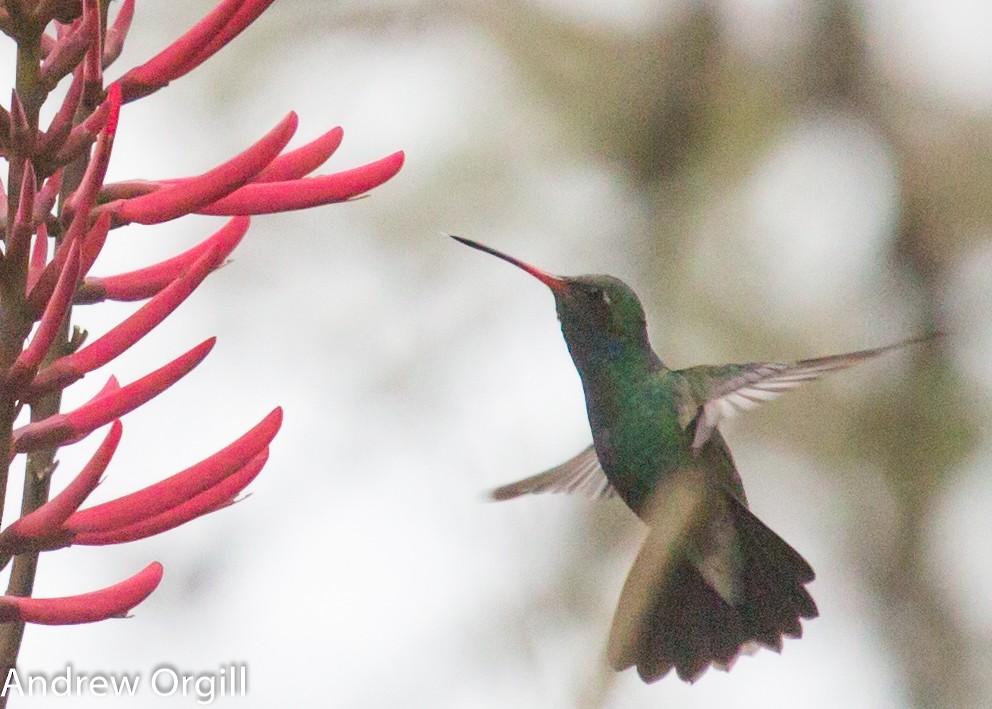 Broad-billed Hummingbird - Andrew Orgill