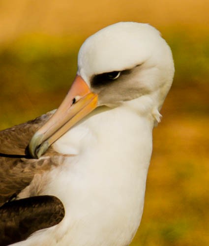 Laysan Albatross - Douglas Sheldon