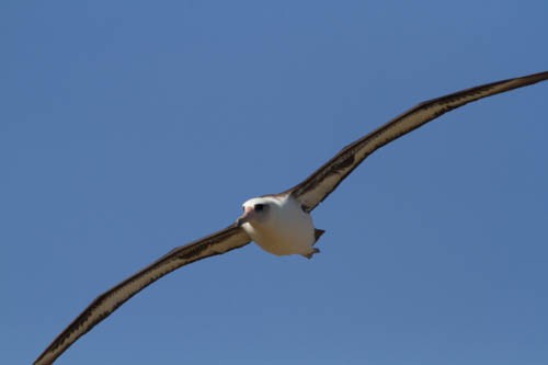 Laysan Albatross - Douglas Sheldon