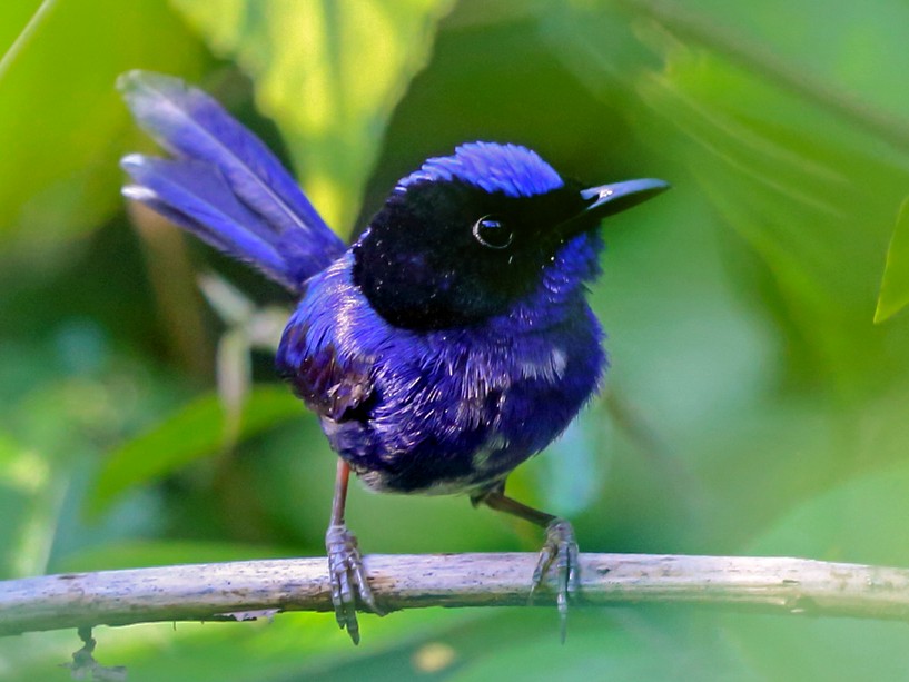 Emperor Fairywren - eBird
