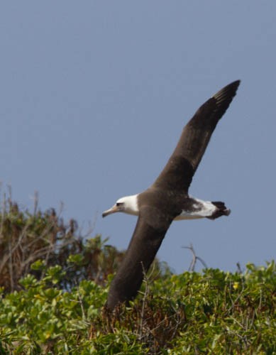Laysan Albatross - ML26455581