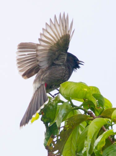 Red-vented Bulbul - ML26455621
