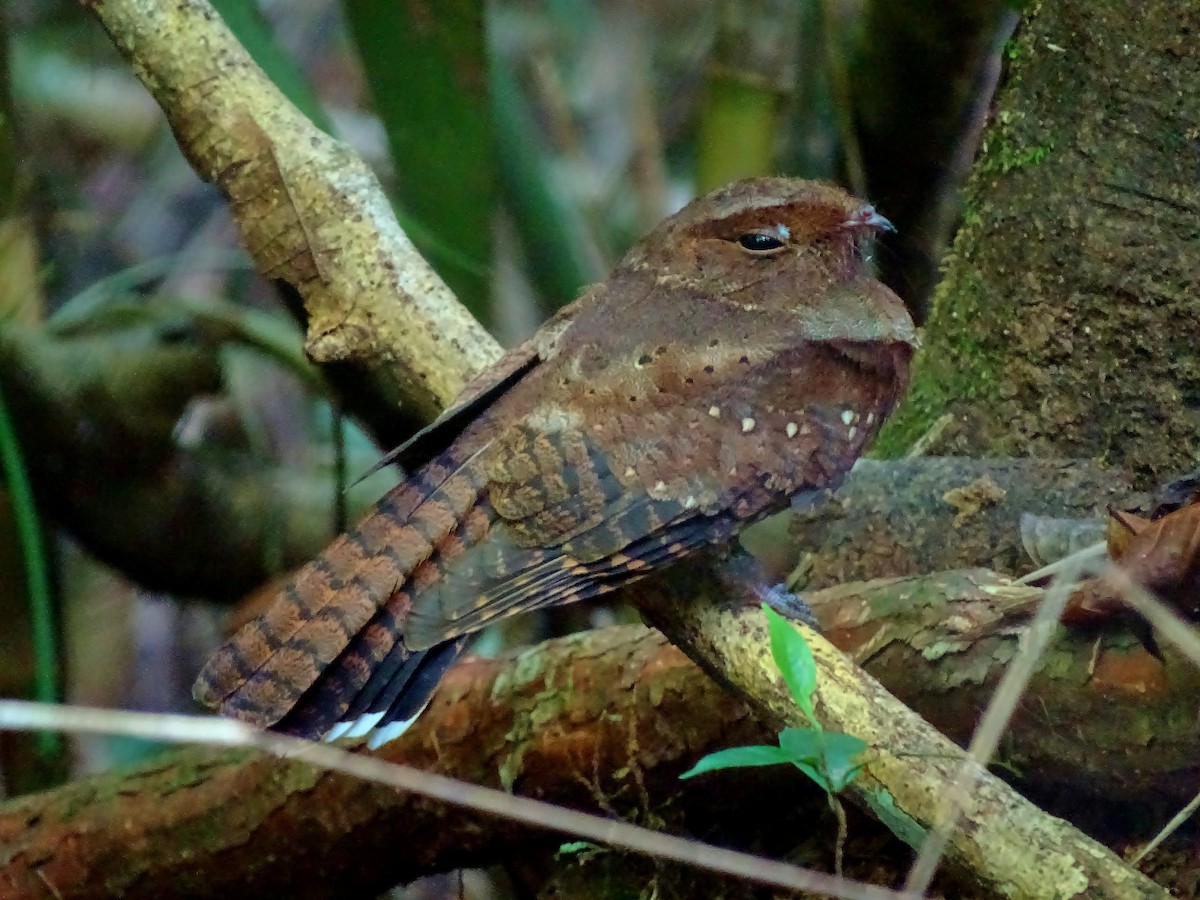Ocellated Poorwill - Alfonso Auerbach