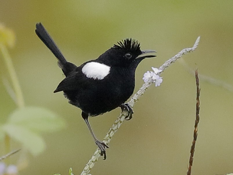 White Shouldered Fairywren Ebird