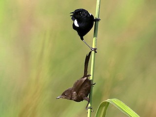 Männchen und juveniler Vogel - Charley Hesse TROPICAL BIRDING - ML264558751