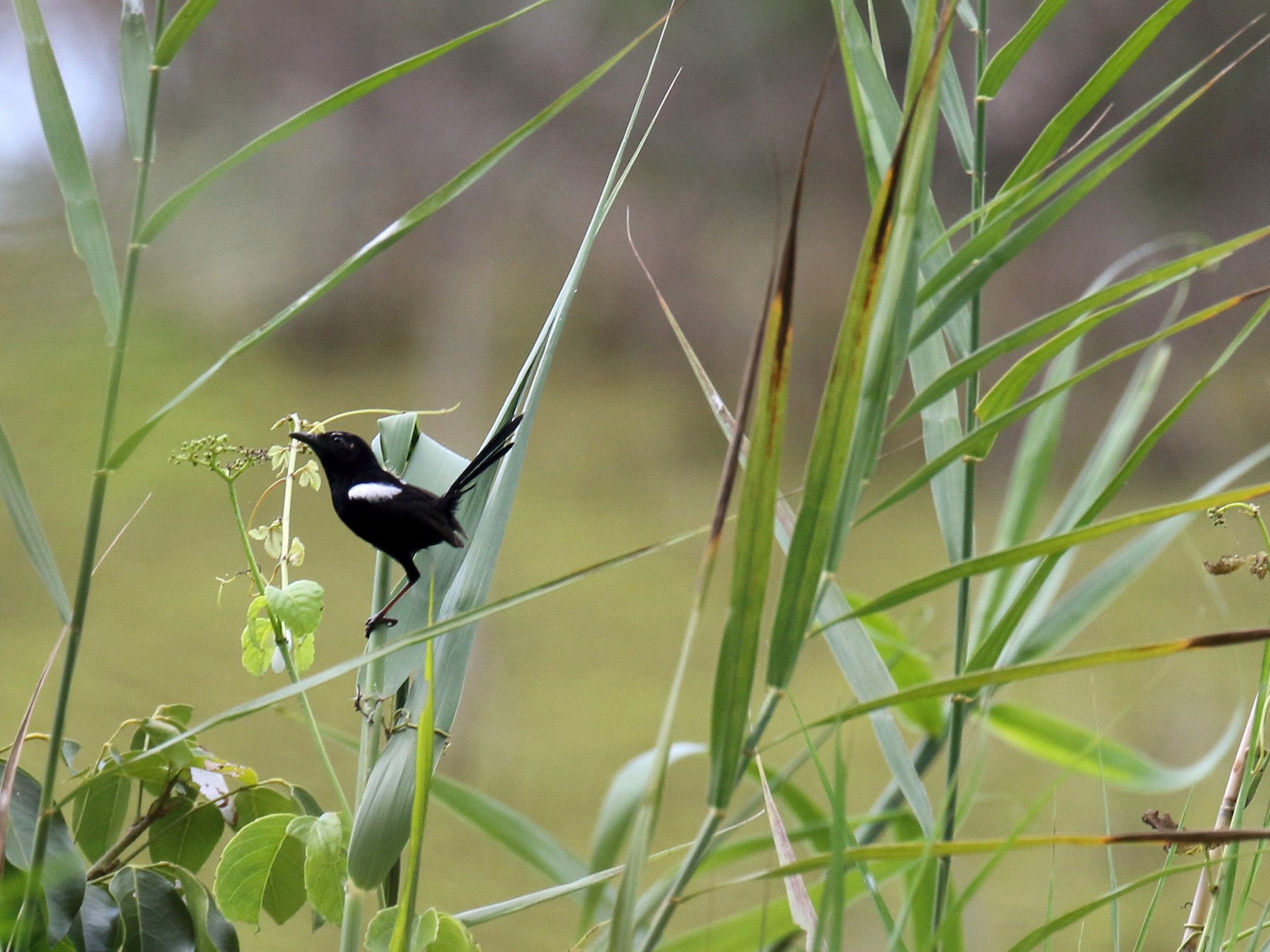 White-shouldered Fairywren - Chris Barnes