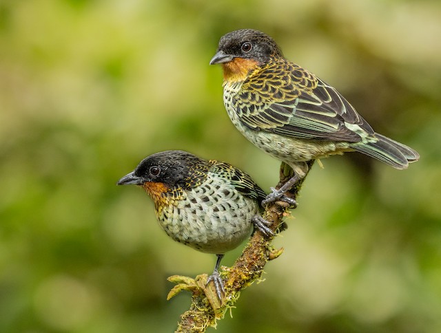 Rufous-throated Tanager - eBird