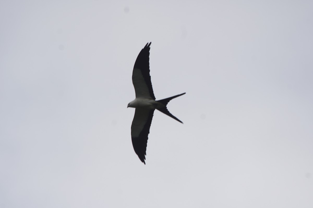 Swallow-tailed Kite - ML264563591