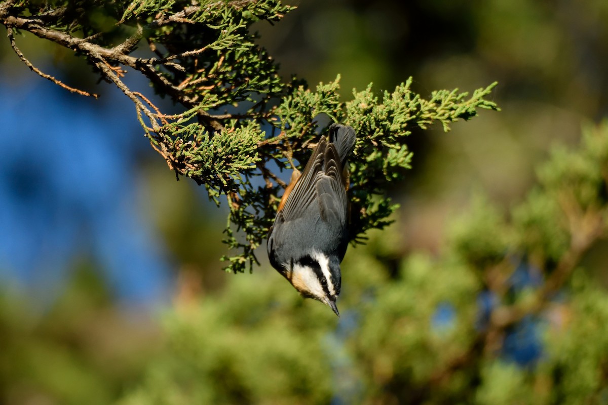 Red-breasted Nuthatch - Megan Gray