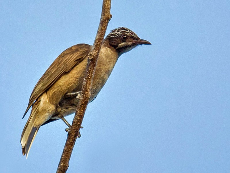 Streak-headed Honeyeater - eBird